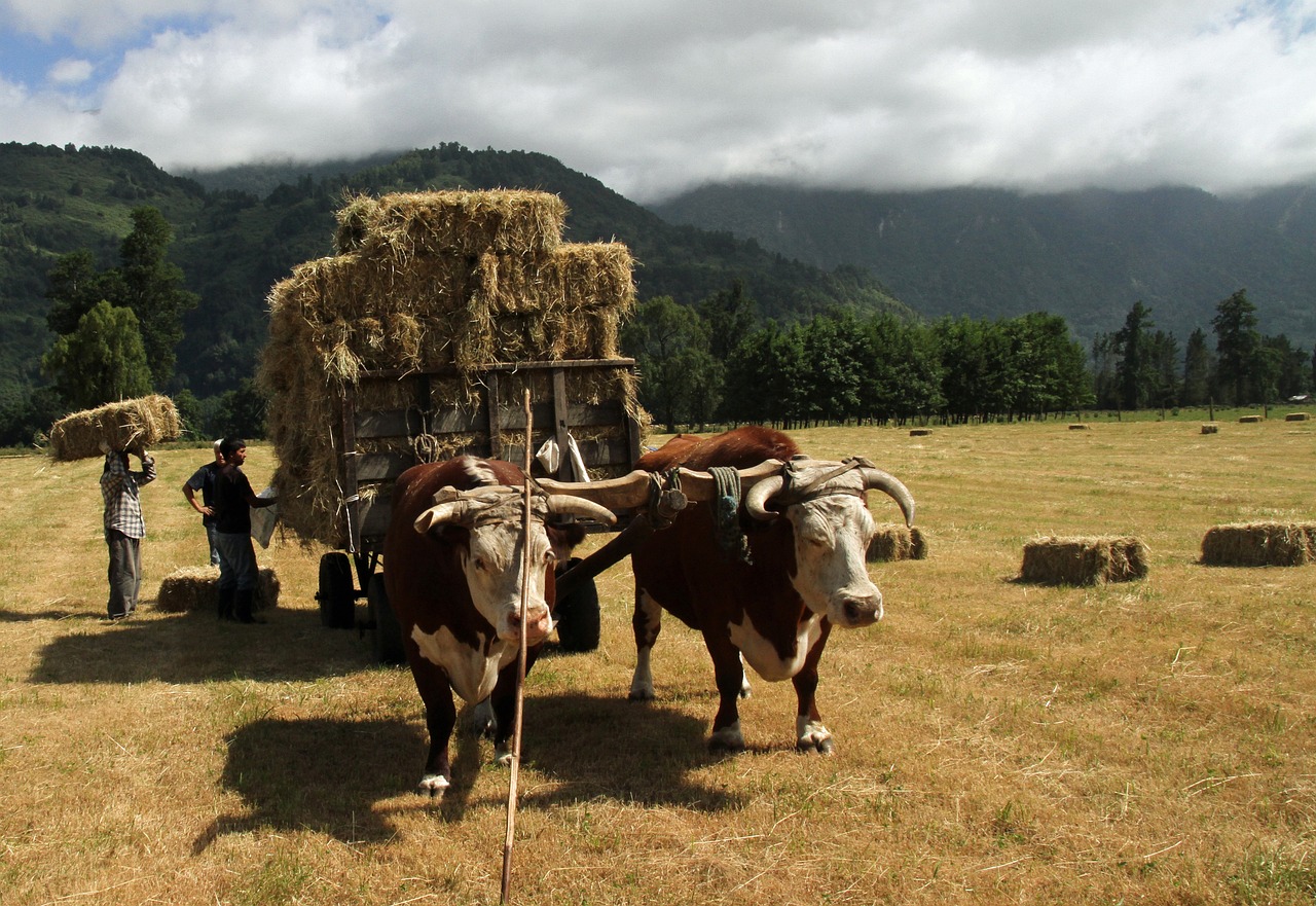 Ecoaldeas en Chile - Pueblos sostenibles y Ecoaldeas en Chile