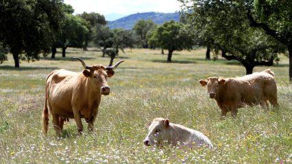 Ecoaldeas en Extremadura - Pueblos sostenibles y Ecoaldeas en Extremadura Ecoaldeas en Extremadura - Pueblos sostenibles y Ecoaldeas en Extremadura