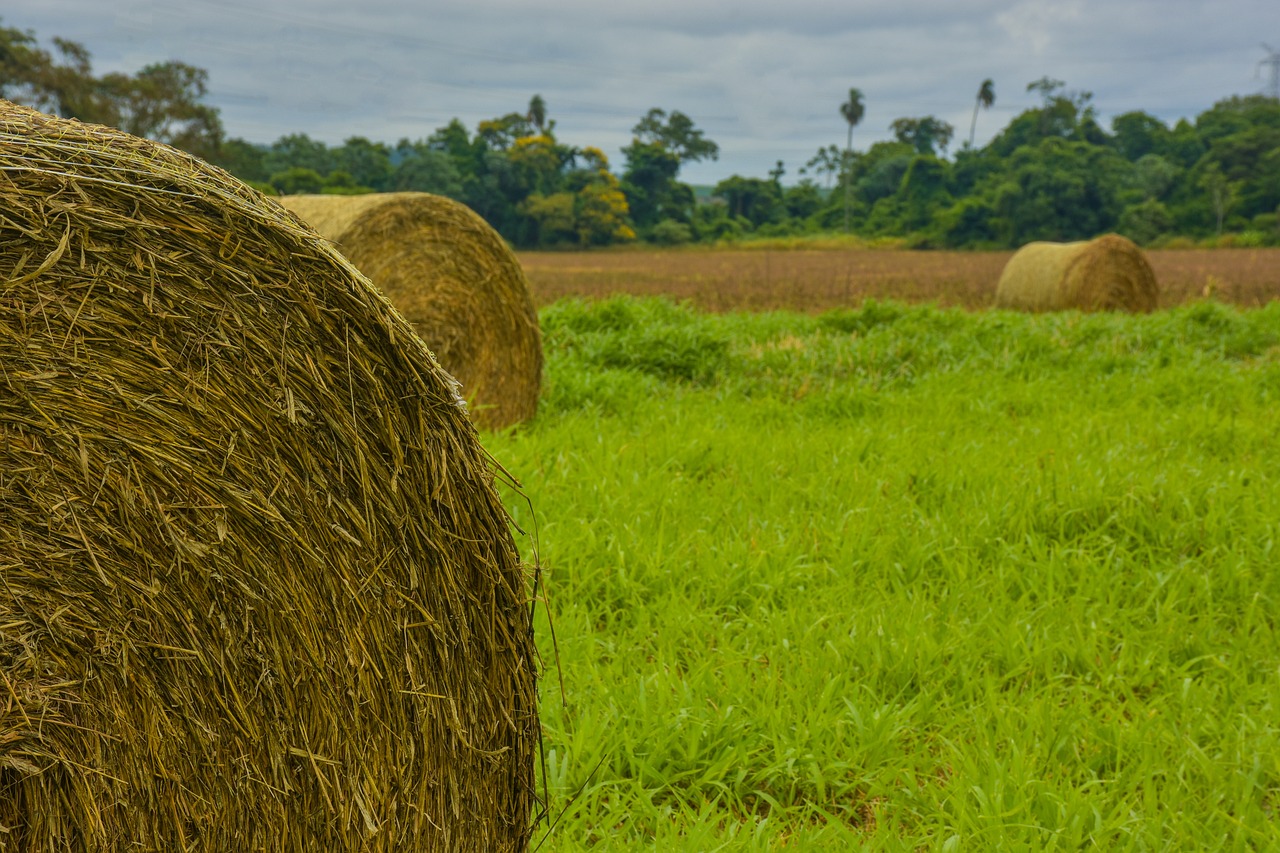 Ecoaldeas en Paraguay - Pueblos sostenibles y Ecoaldeas en Paraguay